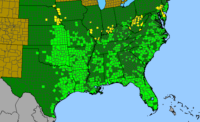 The range of Spiranthes vernalis
